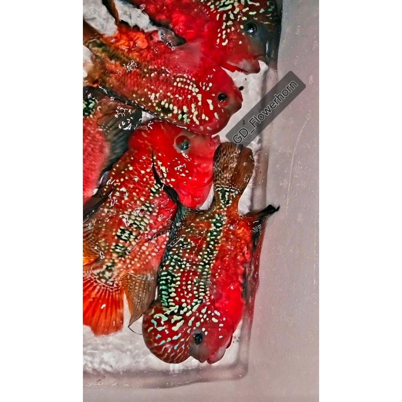 Burayak Female SRD Thailand