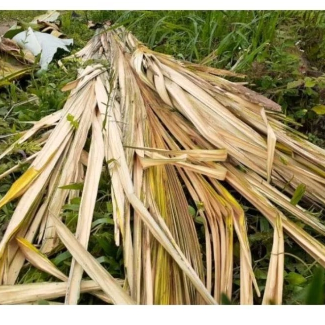 

Daun Aren Muda Daun Kawung segar 1 kg