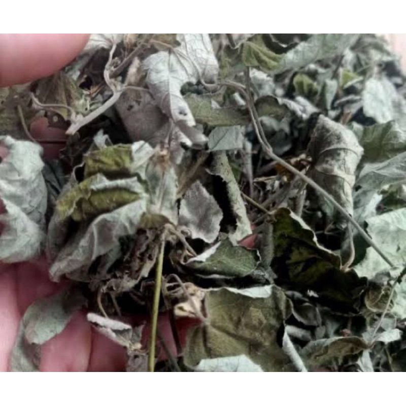 

Daun pulutan kering natural 250 gram-az