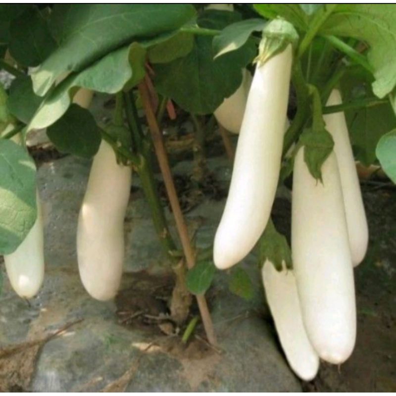 TERONG PUTIH PANJANG || 250 BIJI UNGGUL (COD)