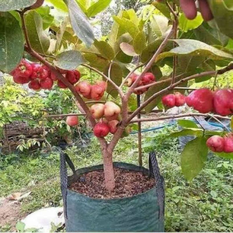 bibit jambu air citra demak