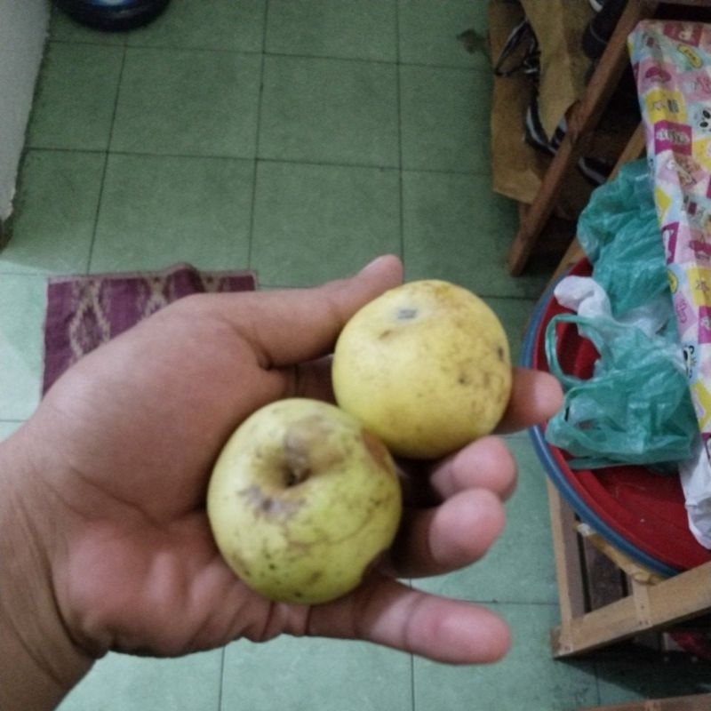 

buah apel