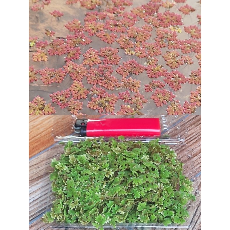 Tanaman apung azola porsi mika termurah