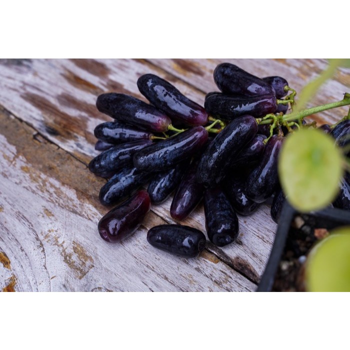 

Anggur Black Saphire