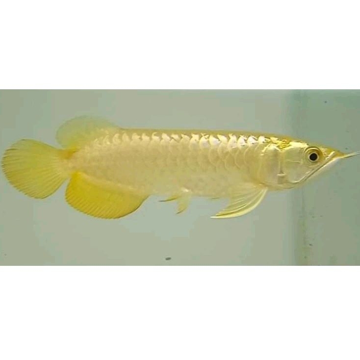 arwana crossback 24K