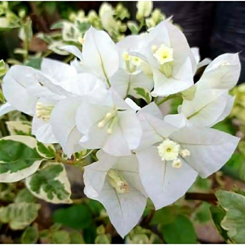 Bunga Hias Bougenville SGP Singapore Putih Varigata