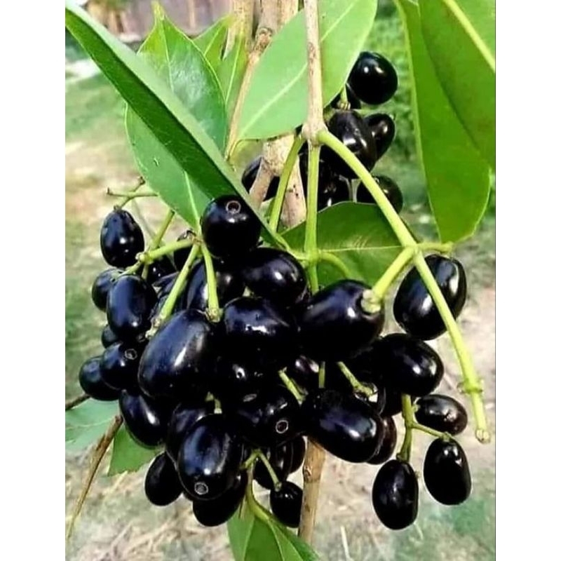 BIBIT BUAH DUWET | JUWET | JAMBLANG BUAH LANGKAH