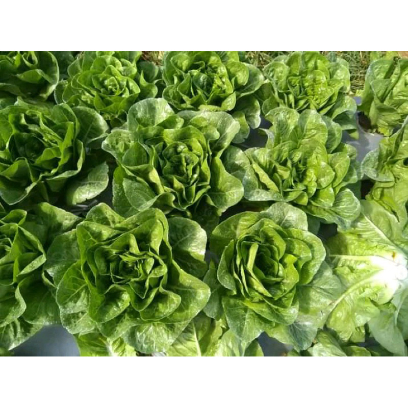 

Romaine Lettuce