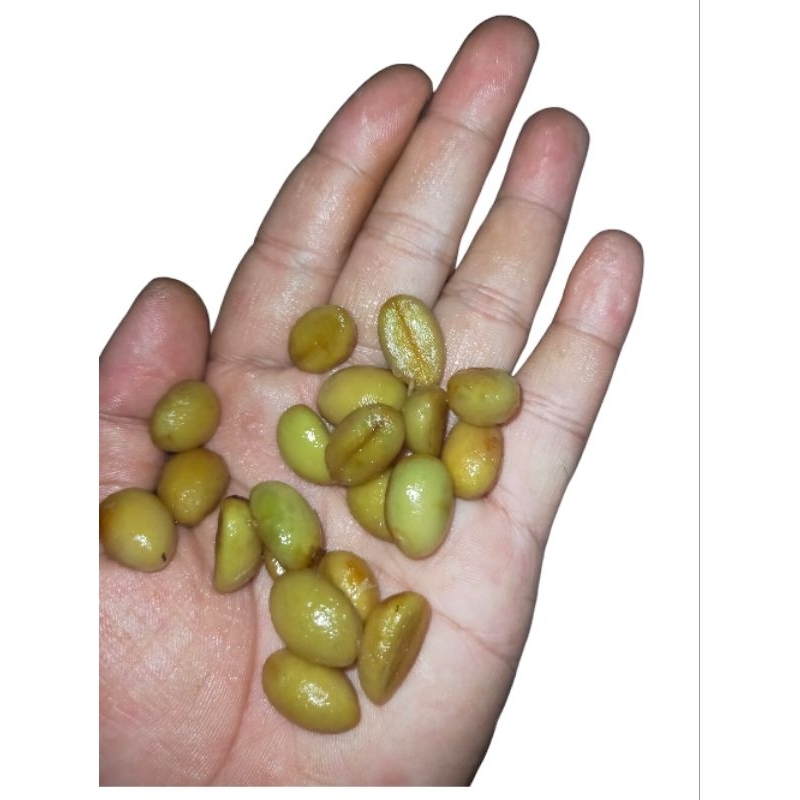 Bibit Kopi Liberika Tungkal Jambi Betara Siap Semai