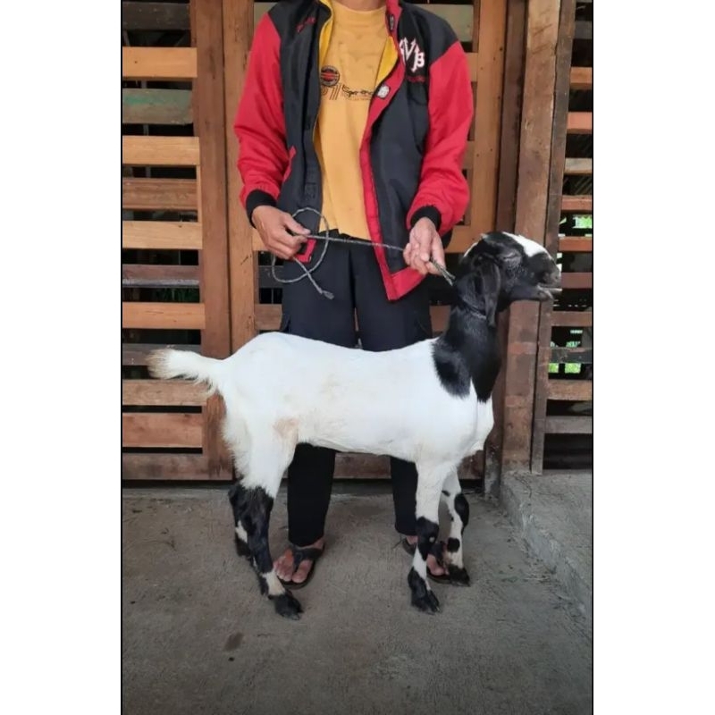 Kambing dan Domba Tipe Super Untuk Akikah, Kurban dan Pelihara / Domba Betina / Kambing Jantan / Kam
