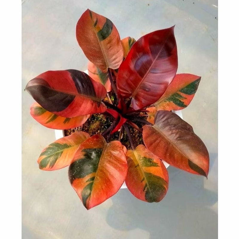 Philodendron Black Cardinal Varigata Philo Anakan Tanaman Pilodendron Tanaman Hias Murah Tanaman Hia
