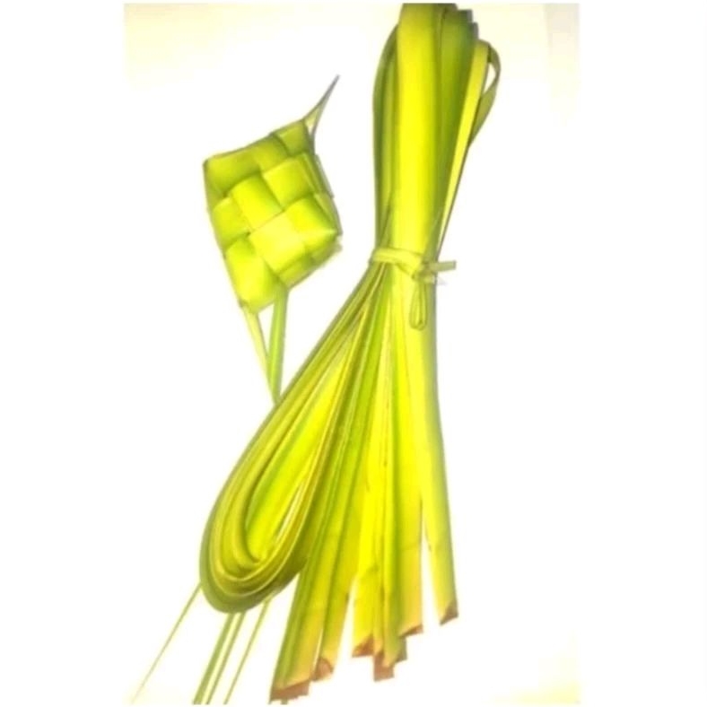 

Daun kelapa Muda bahan janur isi 10 Lidi