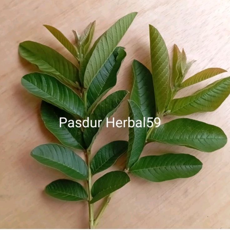 

Daun jambu biji segar per 1 kg