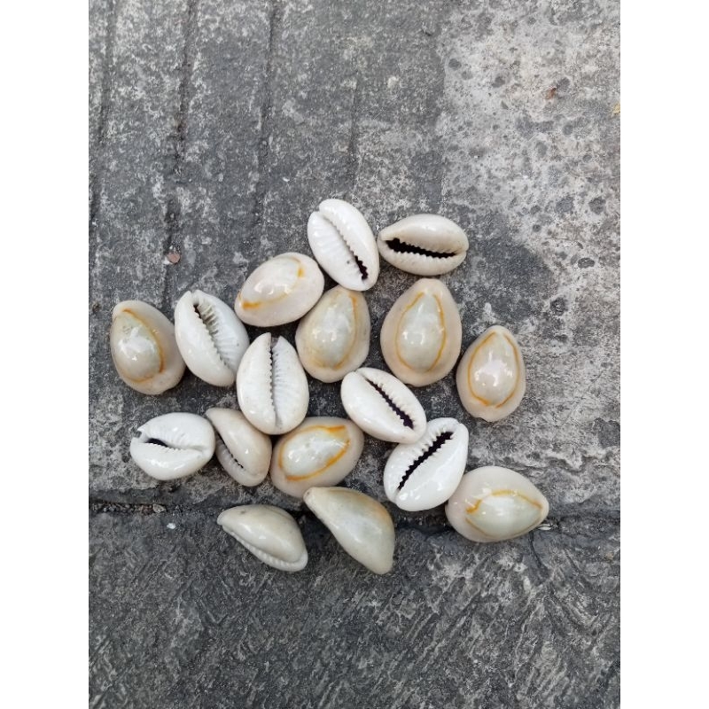 Biji Congklak Kerang Biji Kewuk Abu