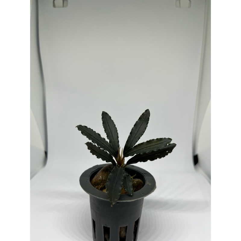 BUCEPHALANDRA SP GODZILLA