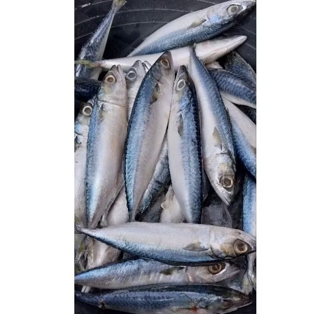 

PROMO IKAN MAKAREL / SALEM SARDEN