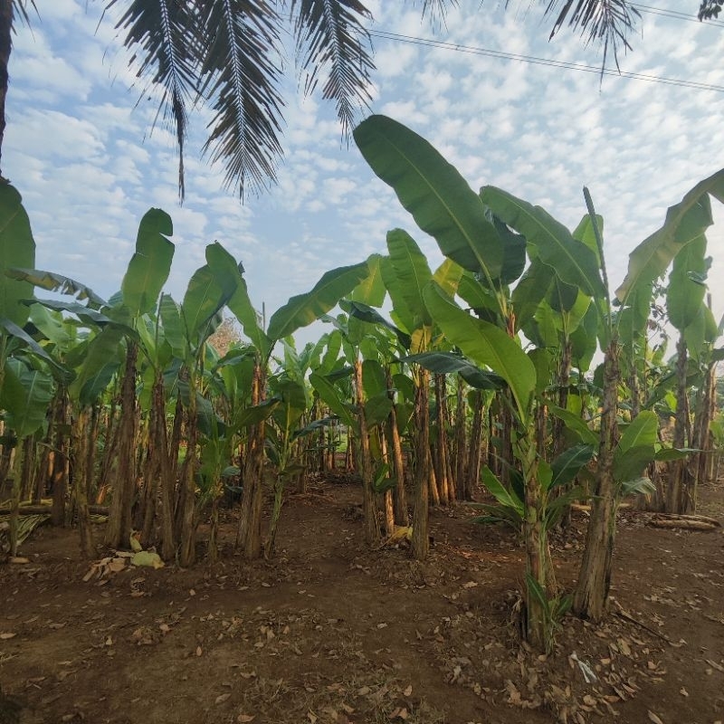 

DAUN PISANG BATU SEGAR FRESH