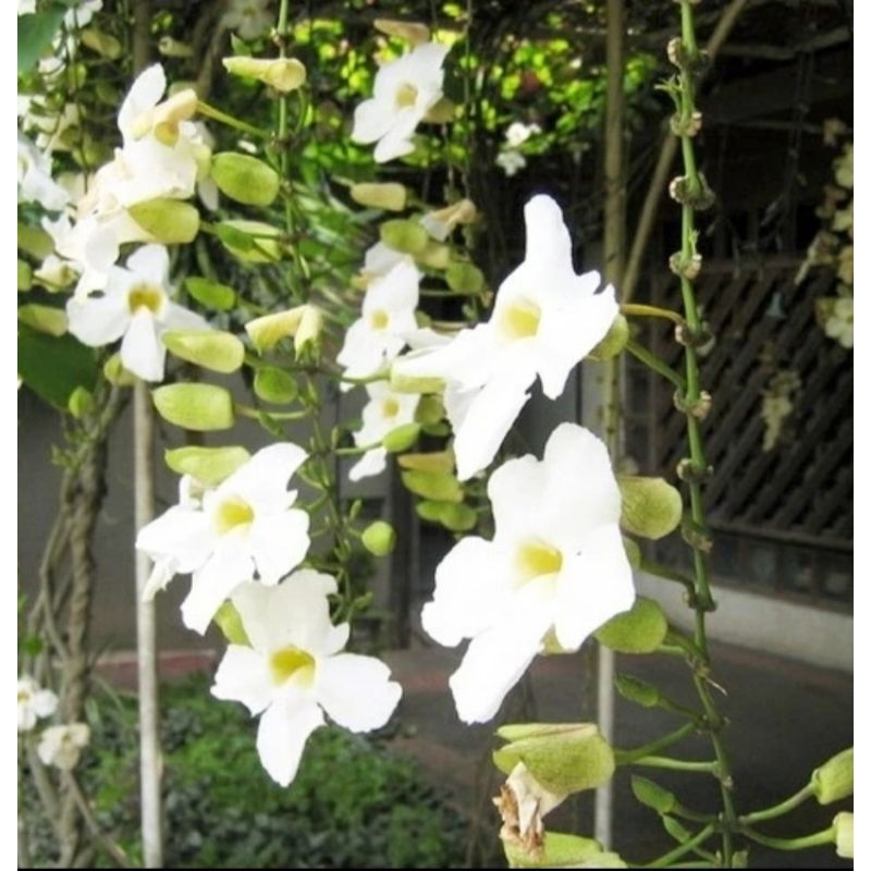 Tanaman Rambat Bunga Tumbergia Bunga Putih Thunbergia Merambat