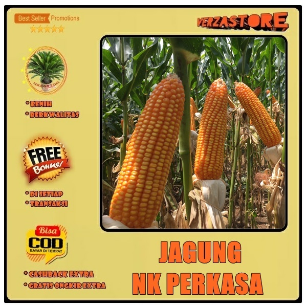 Biji Benih Jagung NK 6172 PERKASA Hibrida F1 /30 biji