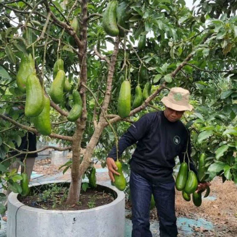 bibit alpukat kelud