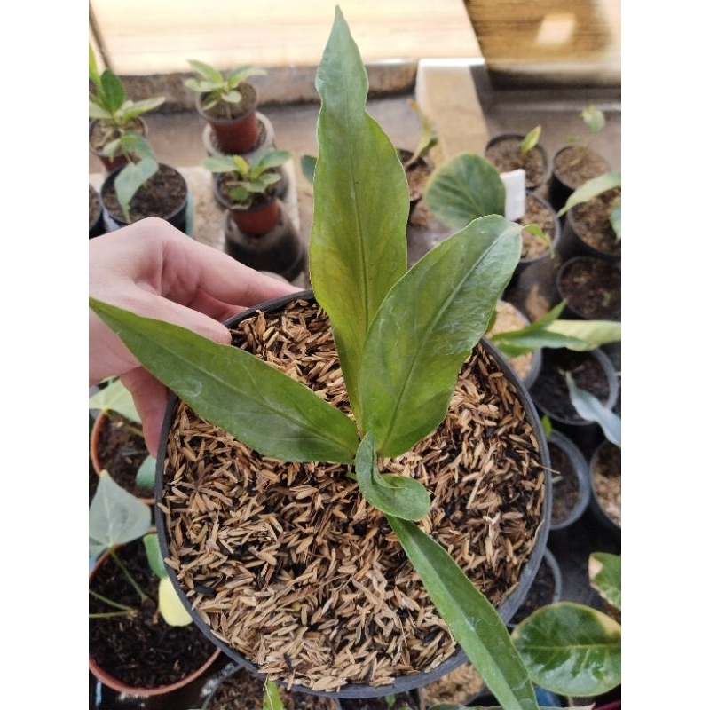 anthurium obor ekonomis