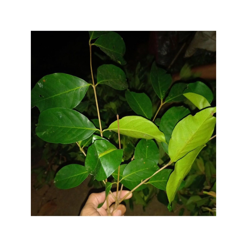 

daun / bumbu rempah /daun salam / bumbu dapur 500g