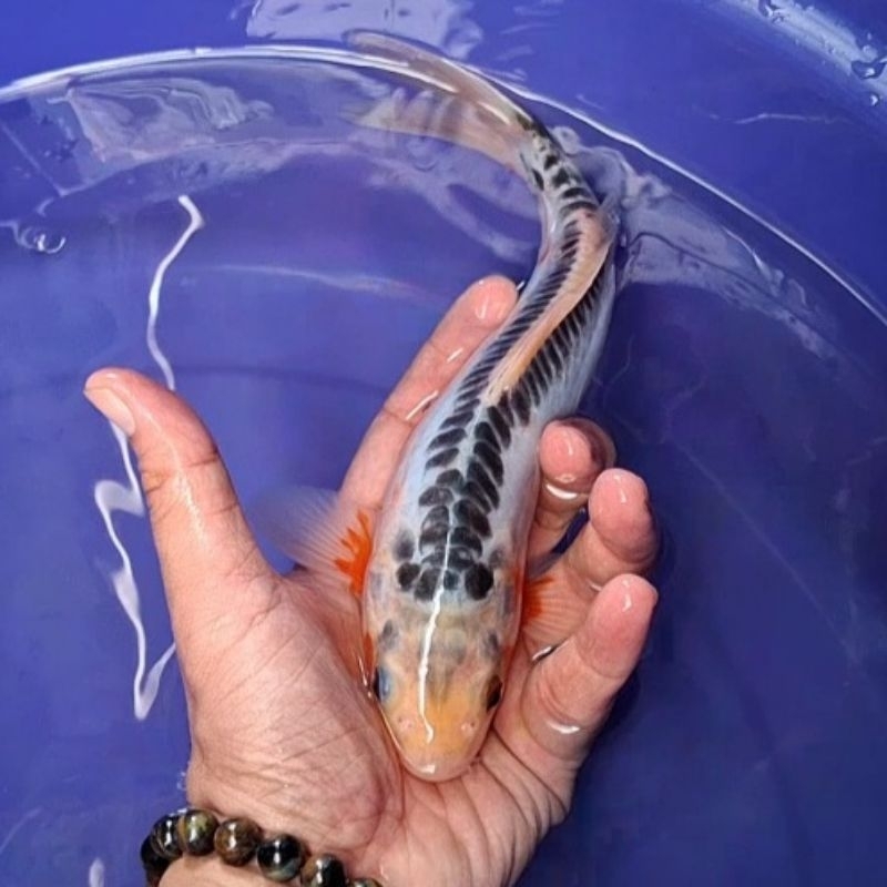 Ikan Koi Blitar Jenis Shusui / Rumah Koi Jakarta / kode 002
