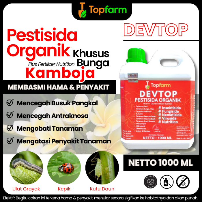 Pupuk Tanaman Bunga Kamboja / Obat Untuk Bunga Kamboja / Obat Bunga Kamboja / Obat Bunga Kamboja Jap