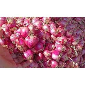 

BAWANG MERAH NGANJUK TERMURAH BERKUALITAS