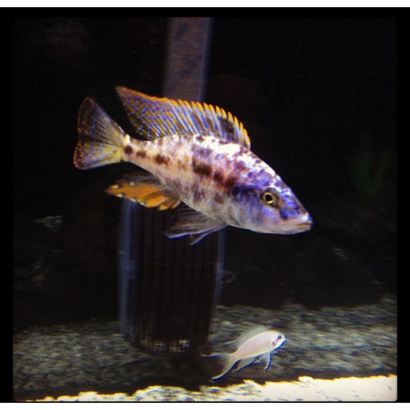 ob cichlid compressiceps