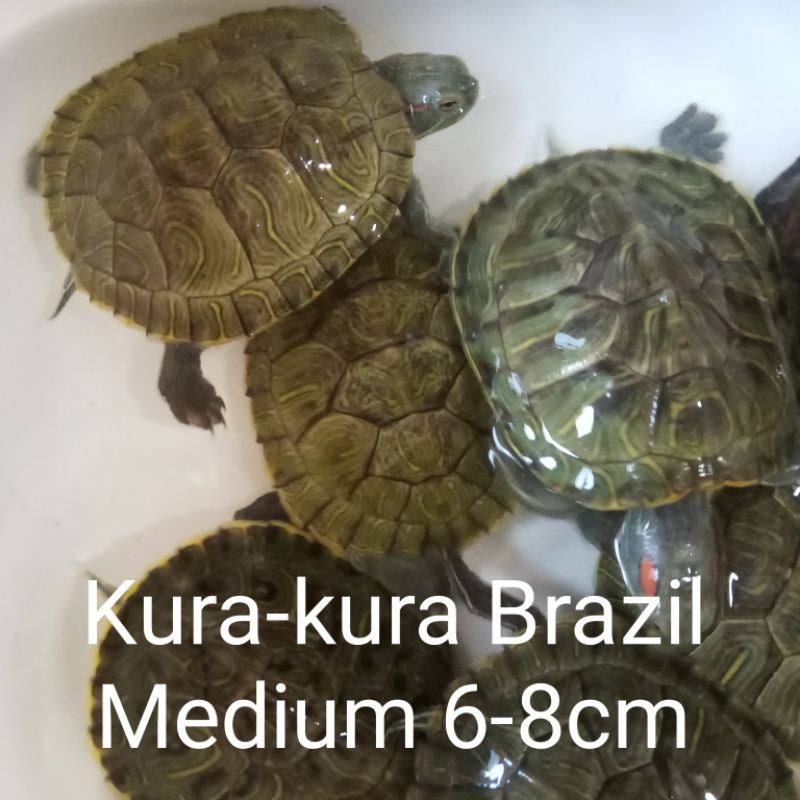 Kura Kura Brazil Medium | Kura kura Batok/Ambon Medium