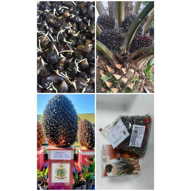 BIBIT KECAMBH KELAPA SAWIT SRIWIJAYA