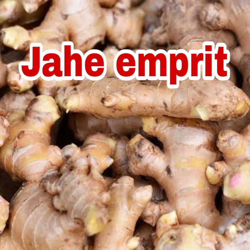 

Jahe emprit untuk bumbu masak dan obat herbal segar dan fresh