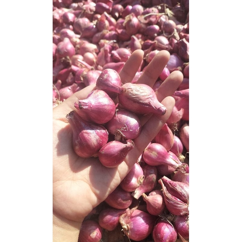 

Bawang merah super besar murah meriah asli dari petan kualitas terbaiki
