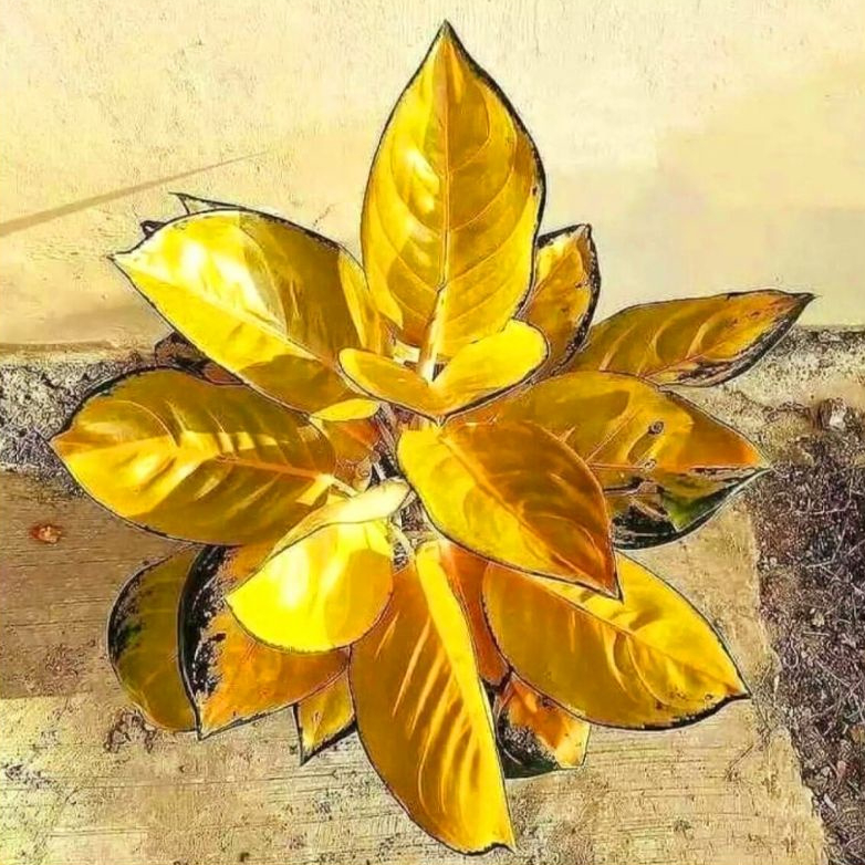 (Bisa COD)Aglonema sultan brunei - tanaman hias hidup - aglonema hias murah meriah - tanaman hias ca