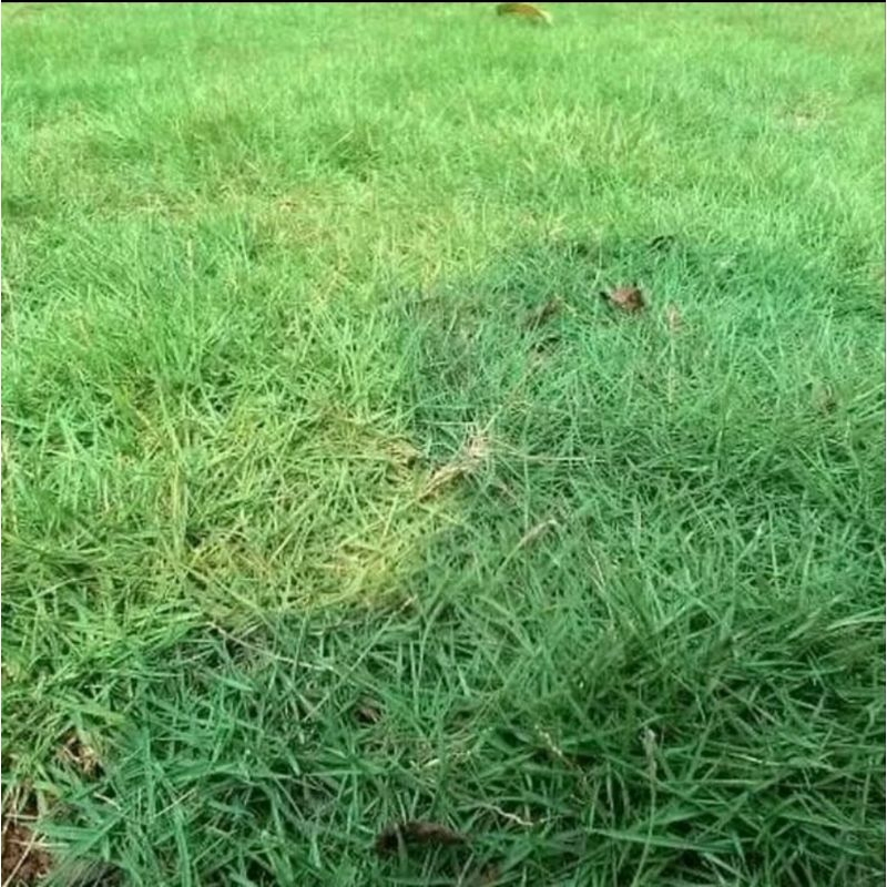 Rumput Jepang 1meter/Rumput Taman murah