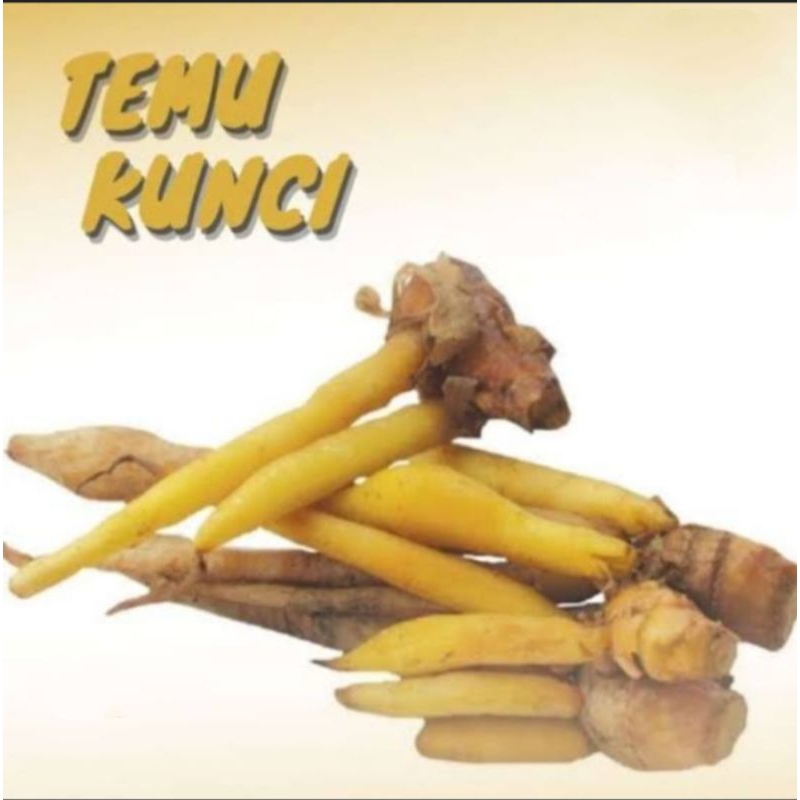 

TEMU KUNCI SEGAR ( BUMBU MASAK) 1KG