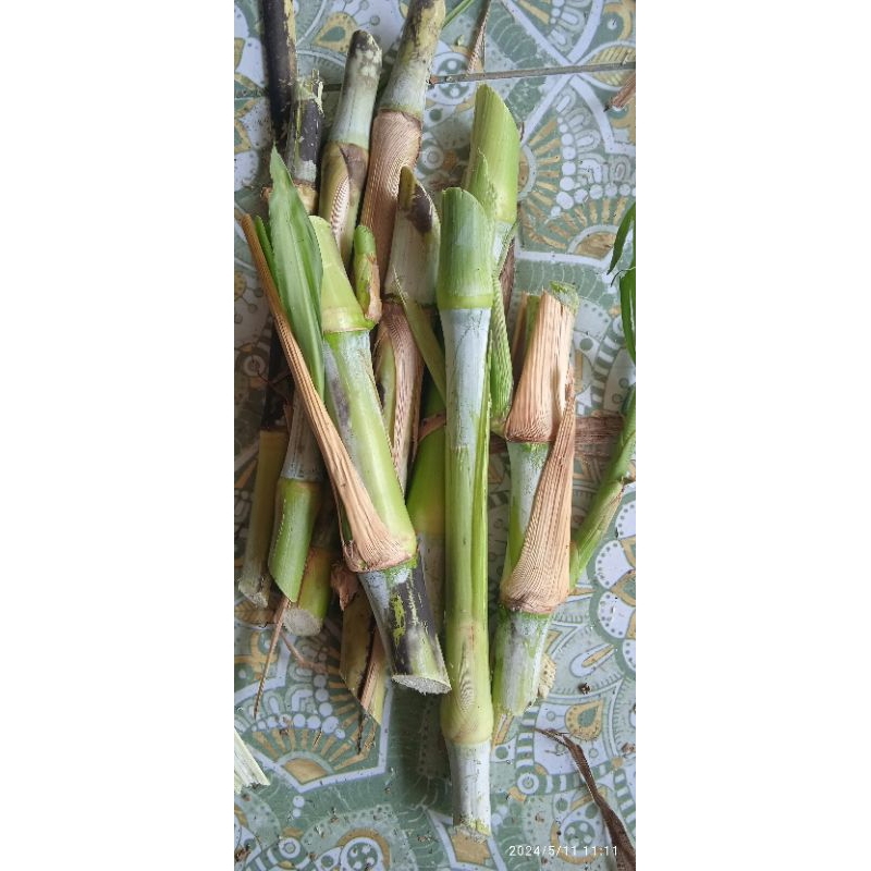 Bibit Bb biogen Biovitas 1 Kg