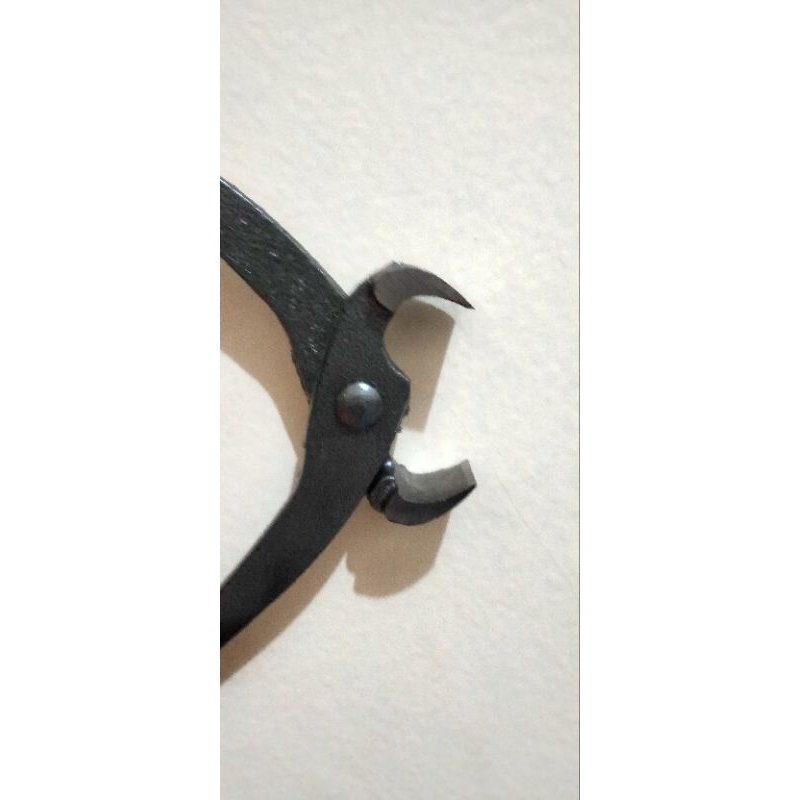 catok lokal/krekut bonsai