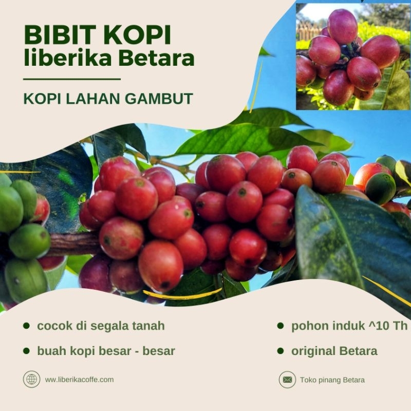 Bibit Kopi Liberika Betara Tungkal Jambi