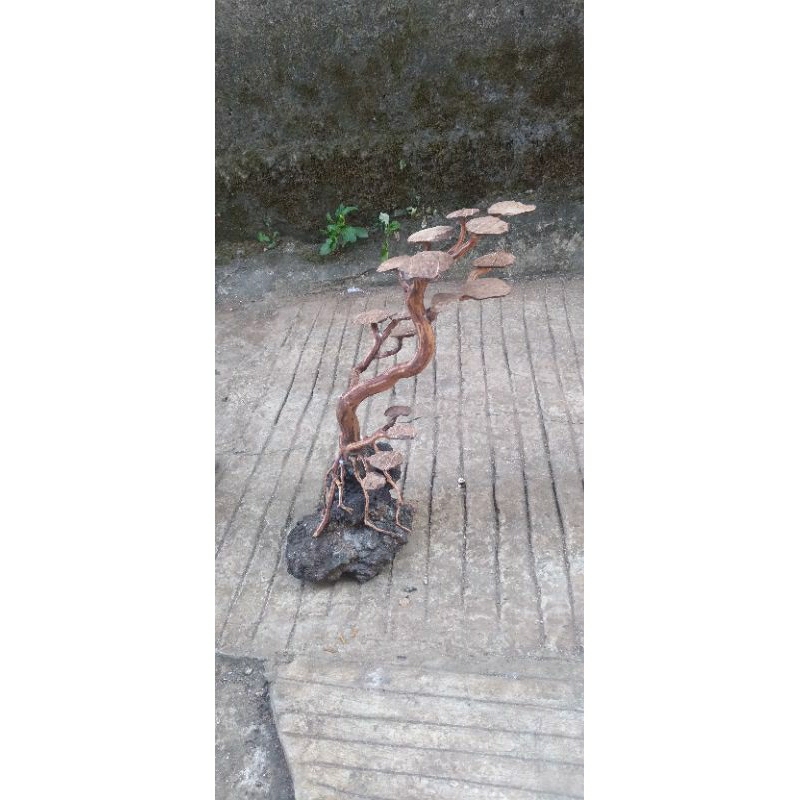 bonsai aquascape hiasan aquarium akuarium akar rasamala