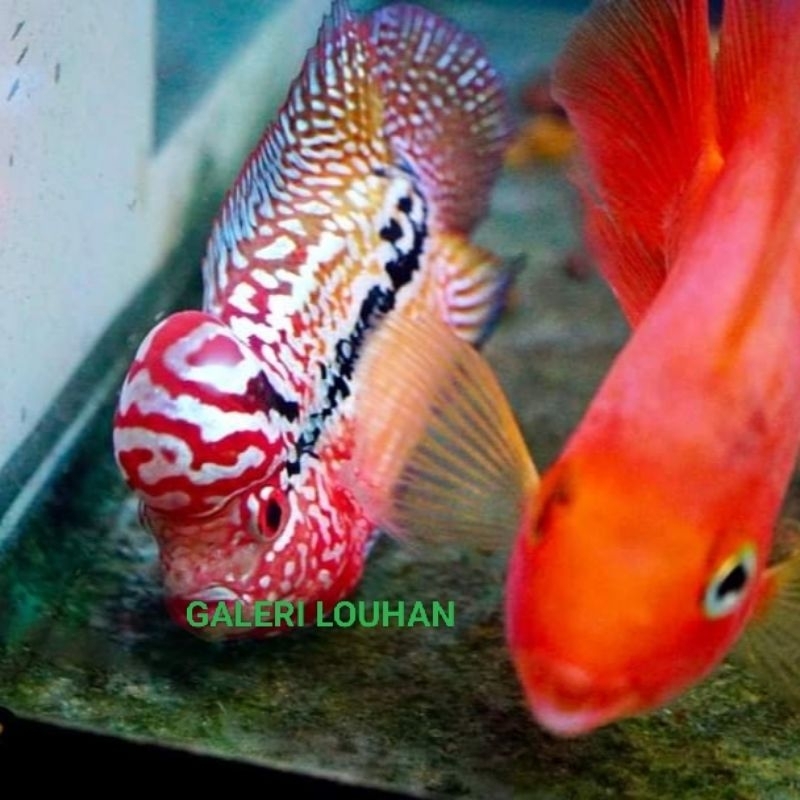 Kamfa F2 thailand semiprogres sz 6-12cm VVIP/VIP/A+/A/B