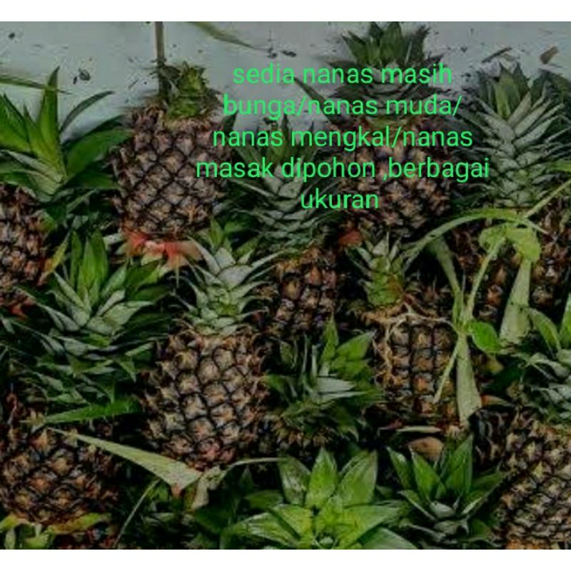

nanasmuda/paket hemat 10 buah