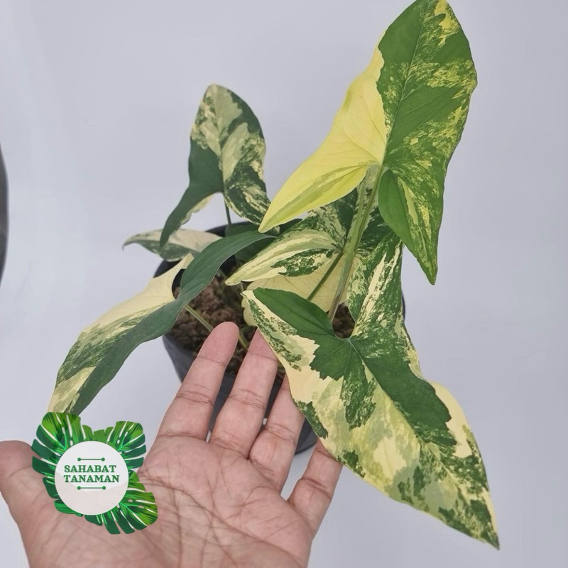 Tanaman hias syngonium varigata yellow - Syngonium yellow varigata