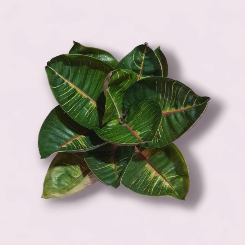 Aglonema Black Moonlight Gerhana