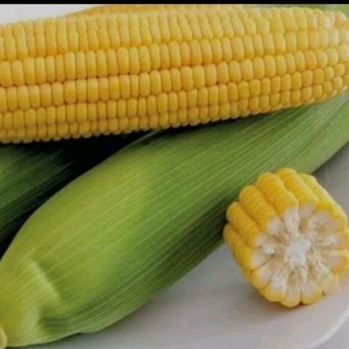 

jagung
