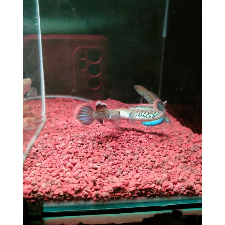 KODE X65Z Stewarti Karbialong 67cm Grade A Fulldot brontok