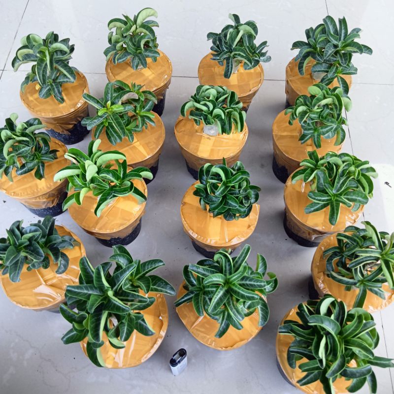 Adenium DHA . MEDUSA ( adenium karakter )