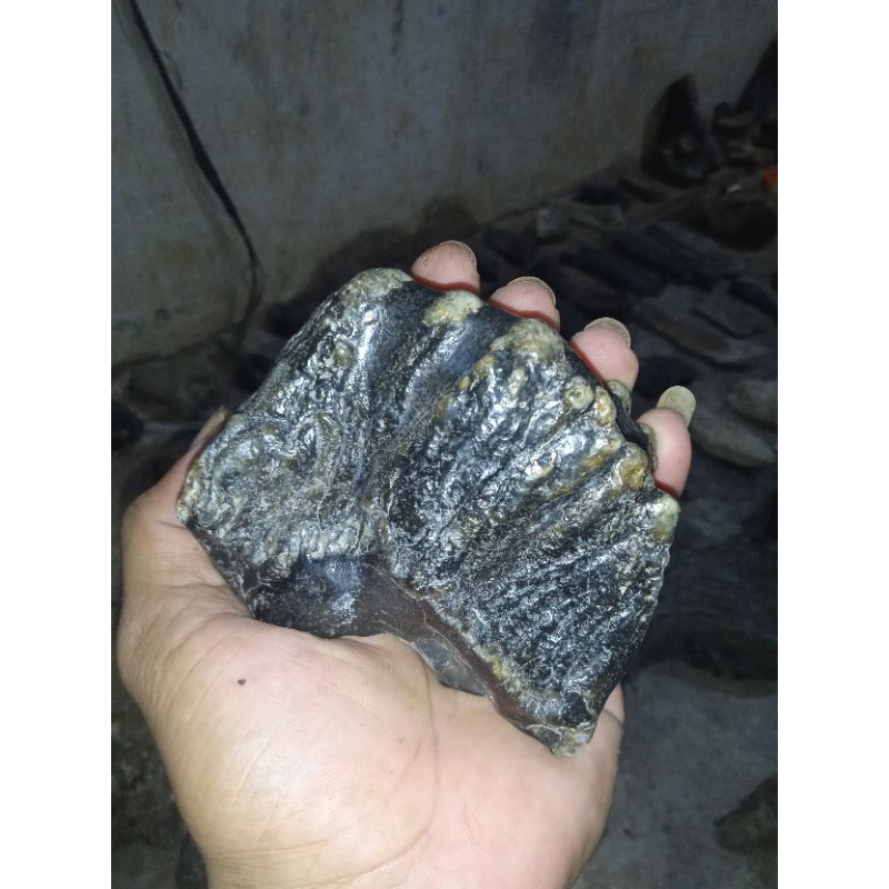 fosil gigi gajah purba sudah membatu