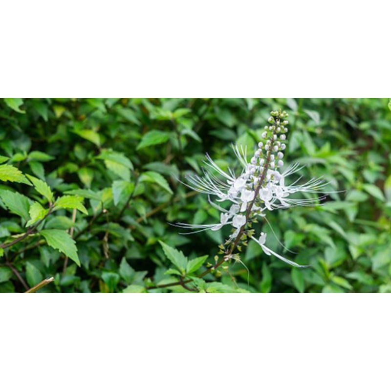 

Daun kumis kucing 500gr